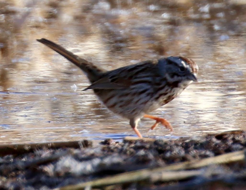Song Sparrow (montana/merrilli) - ML206373341