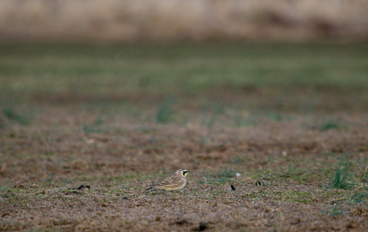 Horned Lark - ML206373551