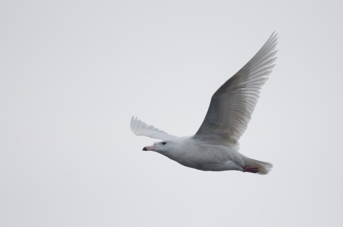 Glaucous Gull - ML206374231