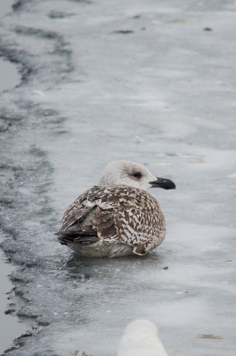 Great Black-backed Gull - ML206374261