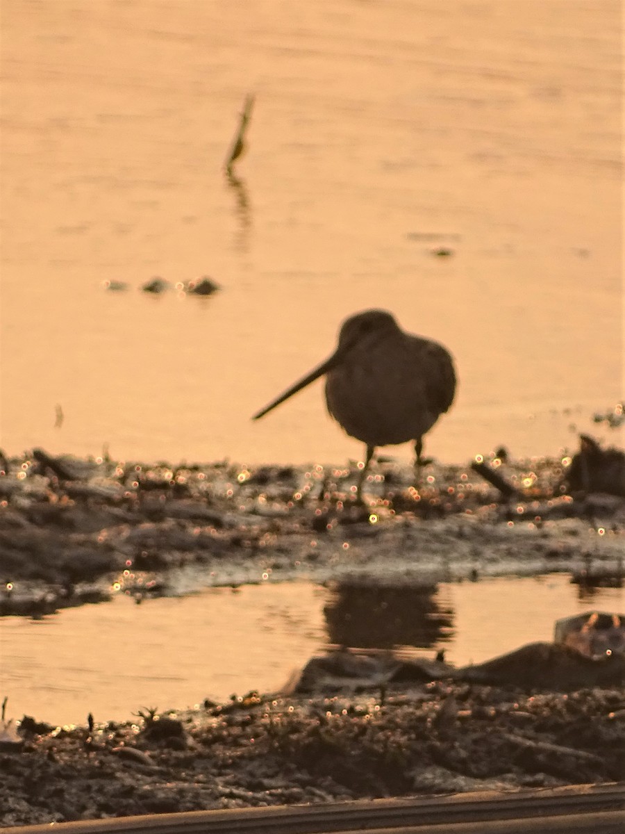 Latham's Snipe - Richard Murray