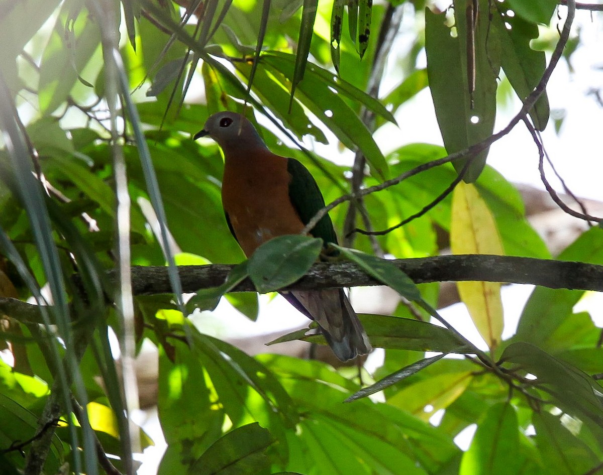 Purple-tailed Imperial-Pigeon - ML206374781