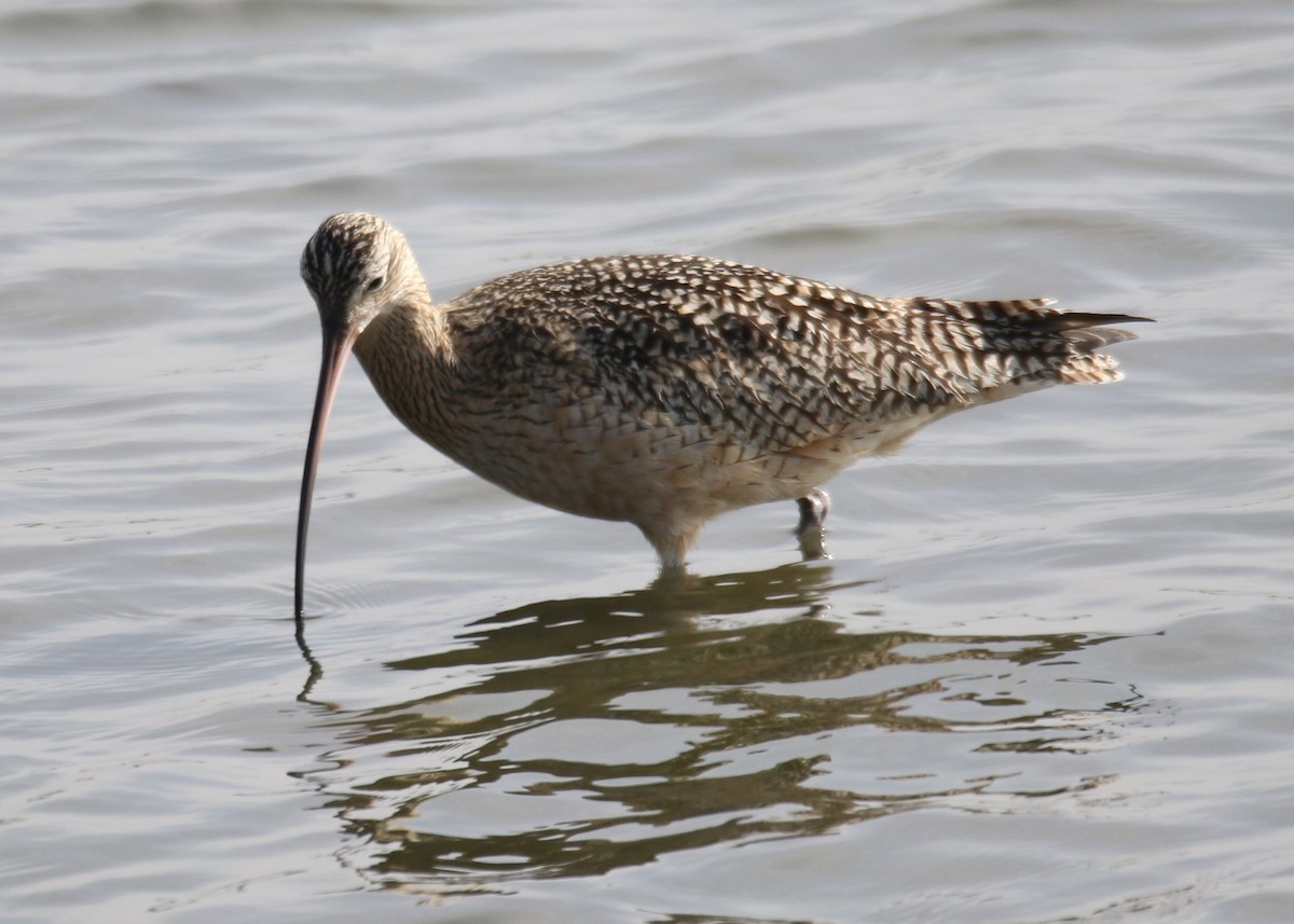 Long-billed Curlew - ML206375631