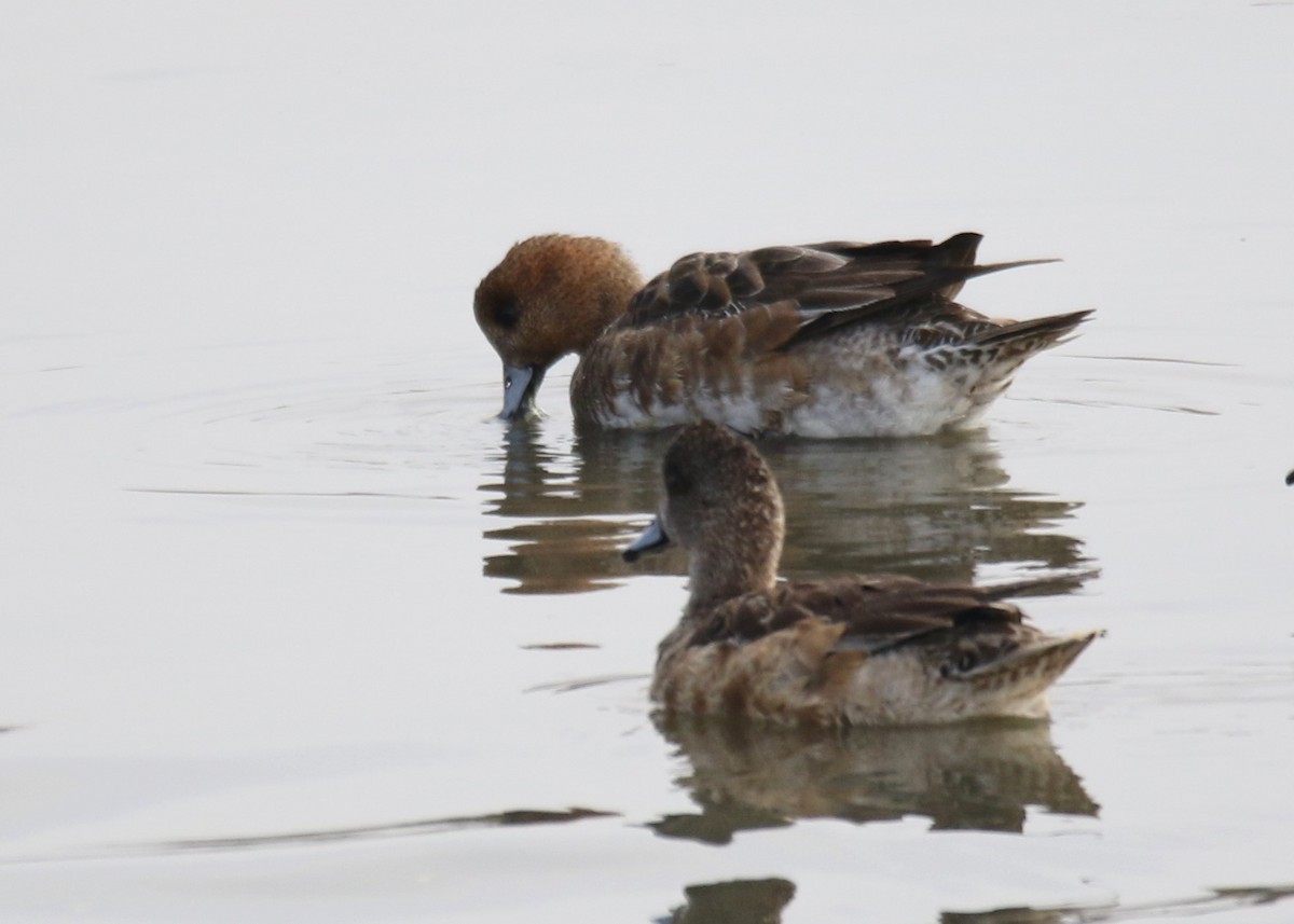 Eurasian Wigeon - Louis Hoeniger