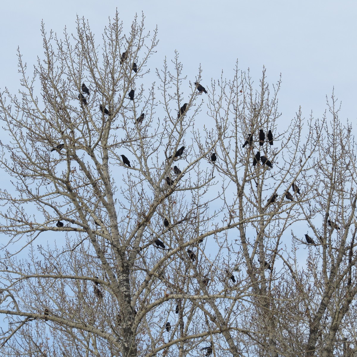 American Crow - Dave Russum