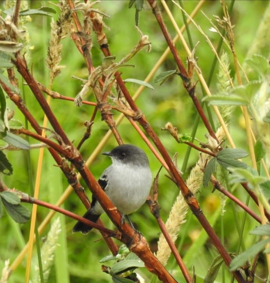 Torrent Tyrannulet - ML206377481