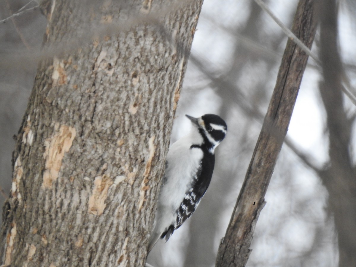 Hairy Woodpecker - ML206379171