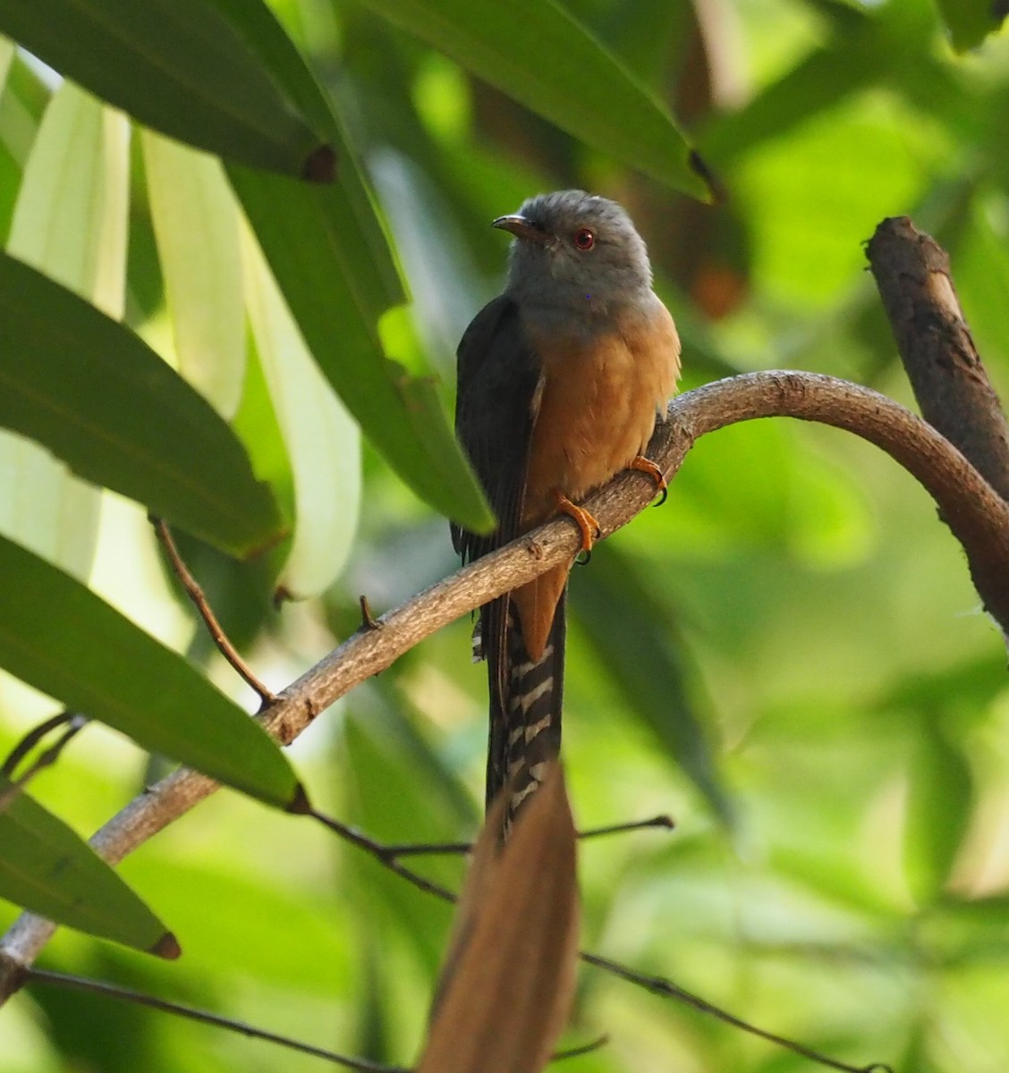 Plaintive Cuckoo - ML206380061