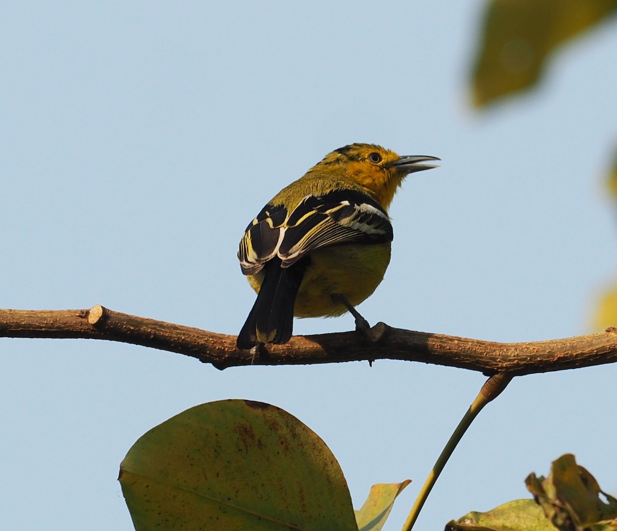 Common Iora - ML206380141