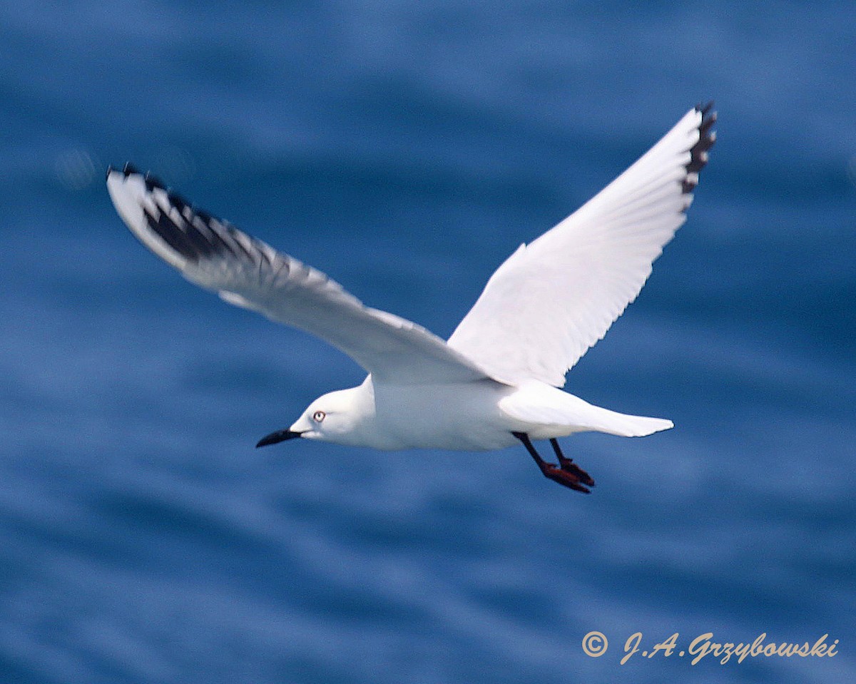 Gaviota Maorí - ML206381071