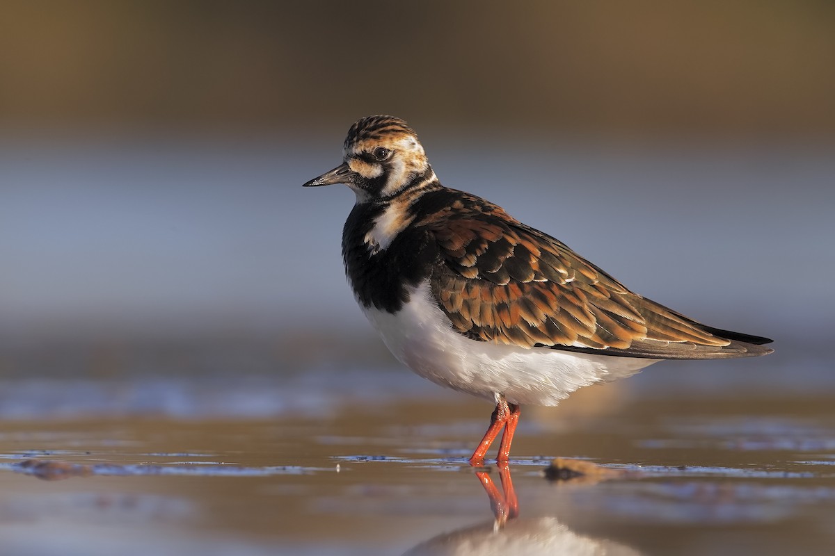 Ruddy Turnstone - ML206382801