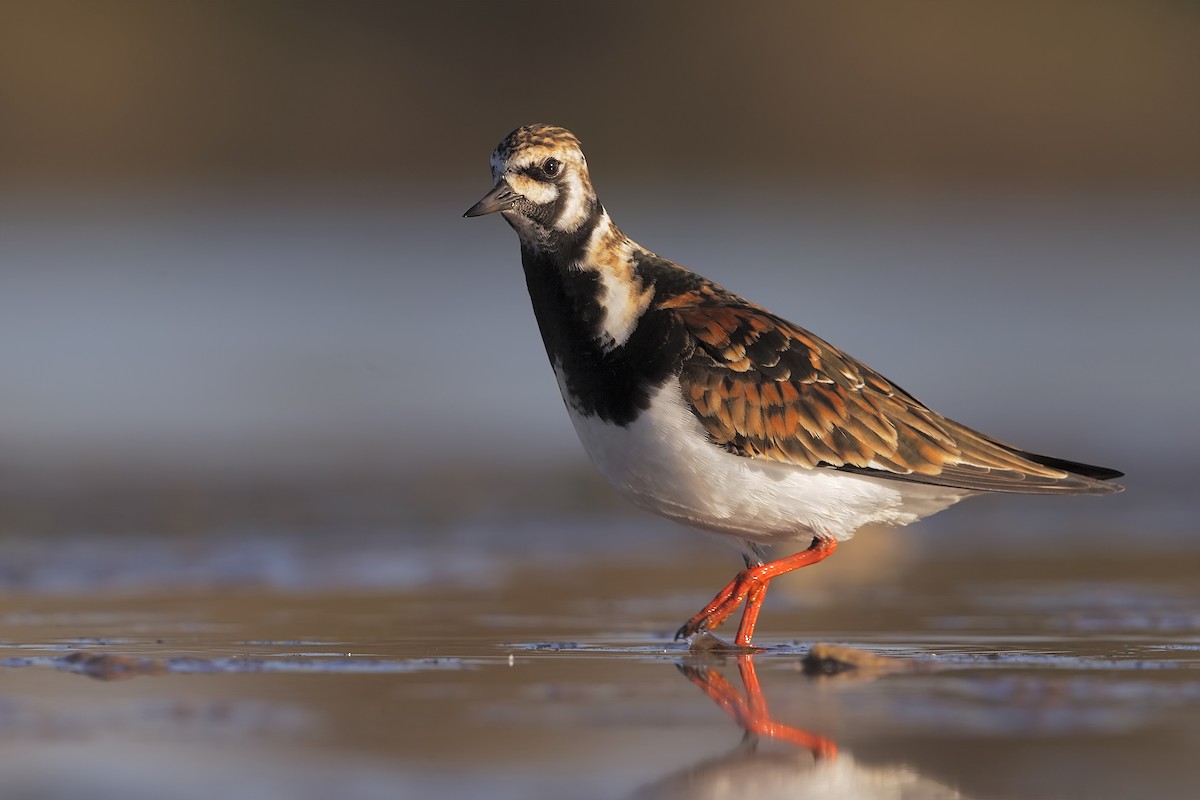 Ruddy Turnstone - ML206382851