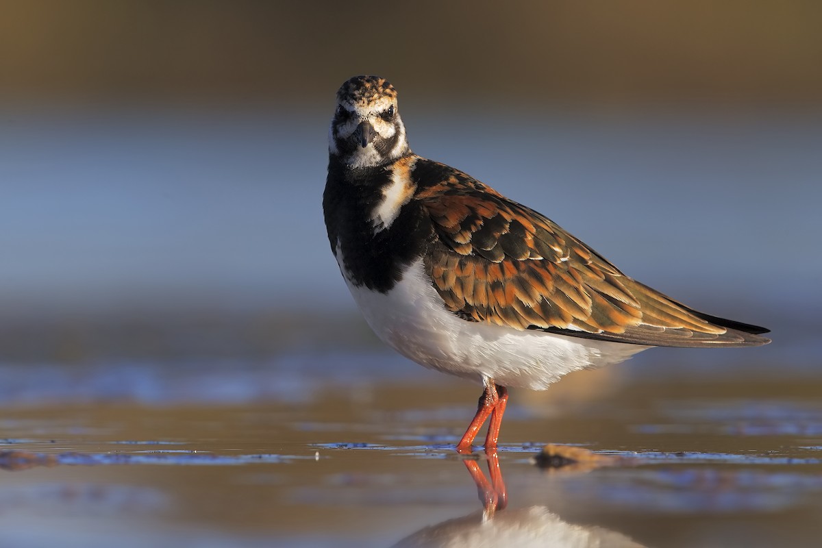 Ruddy Turnstone - ML206382871