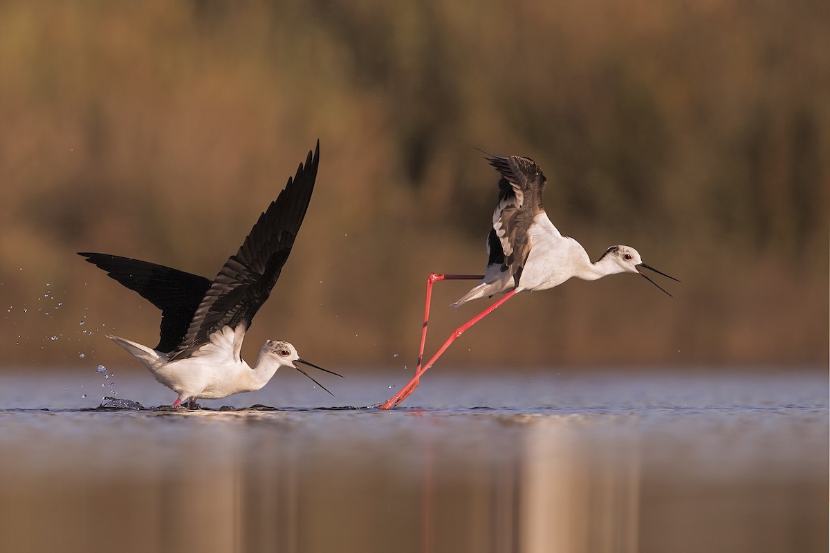 Black-winged Stilt - ML206382891