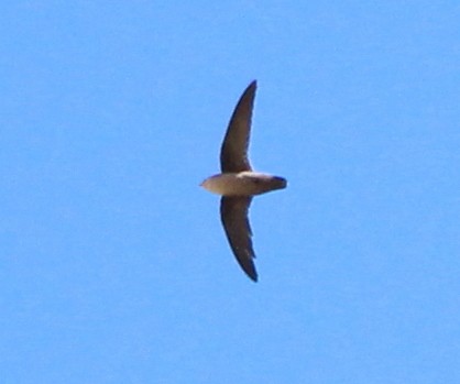 Vencejo de Vaux - ML206383211