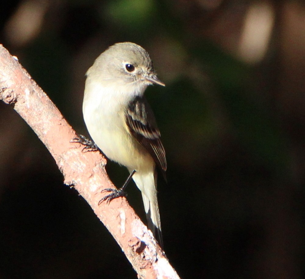 Least Flycatcher - ML206383341