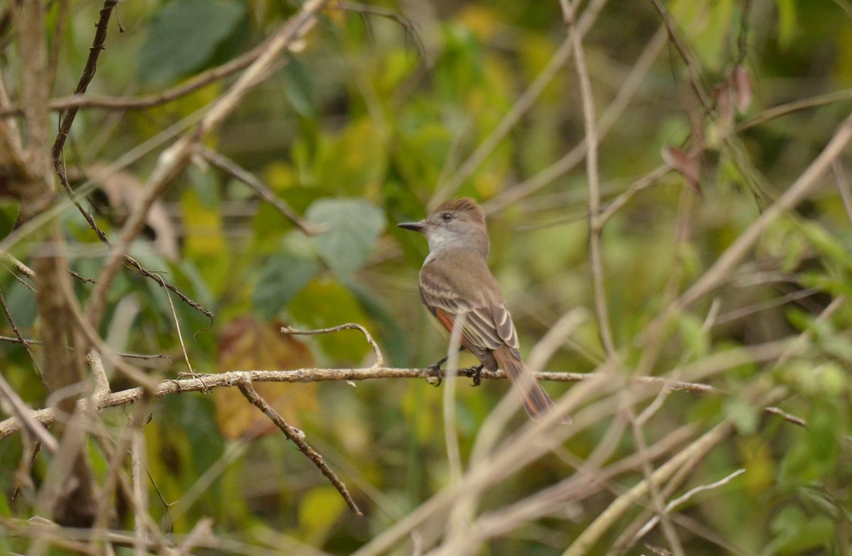 Myiarchus sp. - ML206383391