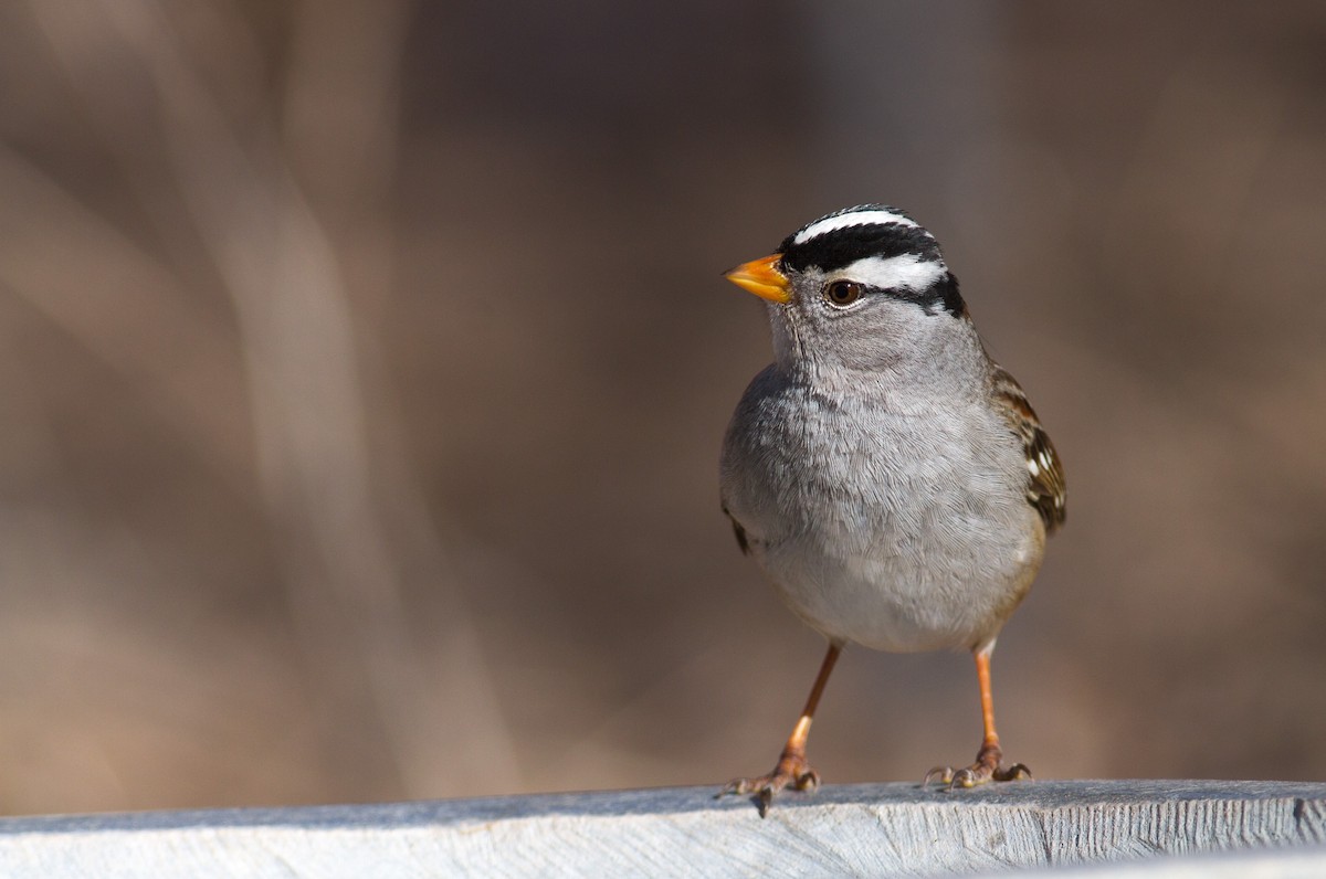 White-crowned Sparrow - Fyn Kynd