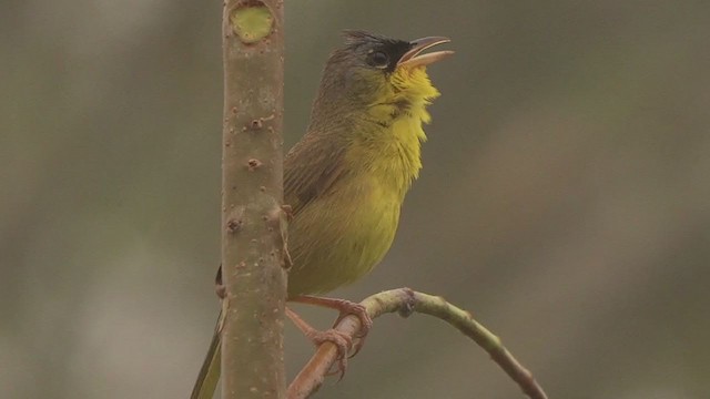 Gray-crowned Yellowthroat - ML206385361