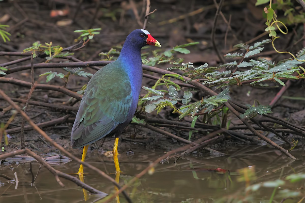 Purple Gallinule - ML206386561