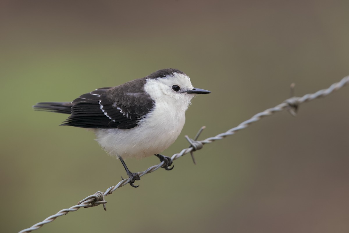 Black-backed Water-Tyrant - ML206386611