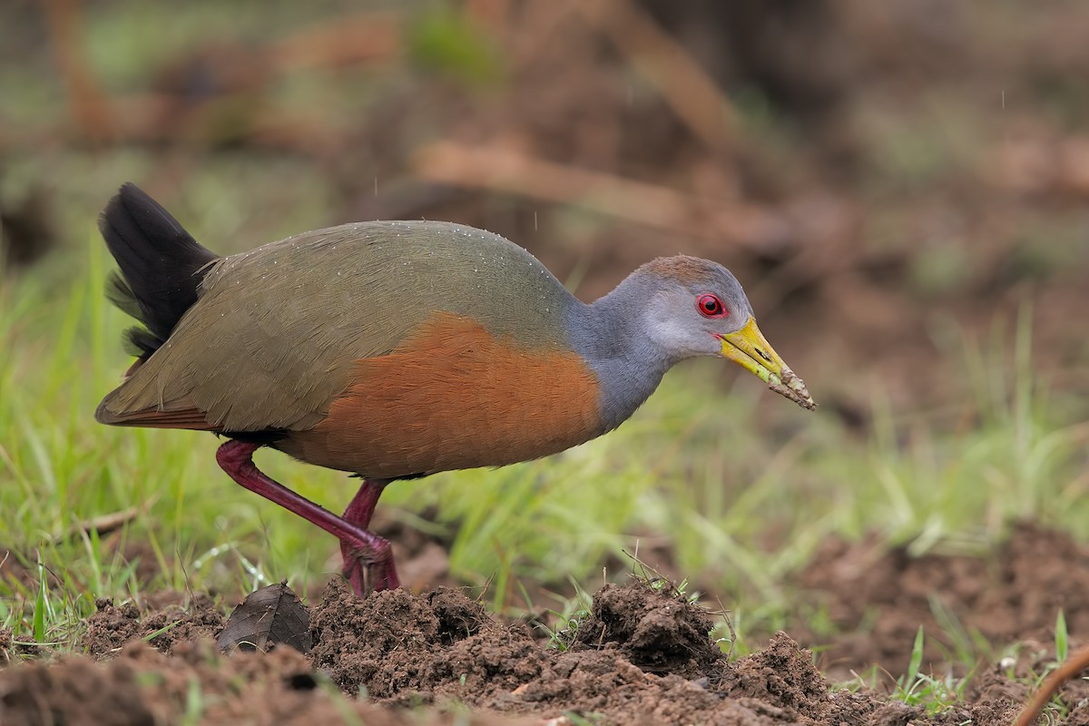 Gray-cowled Wood-Rail - Marco Valentini