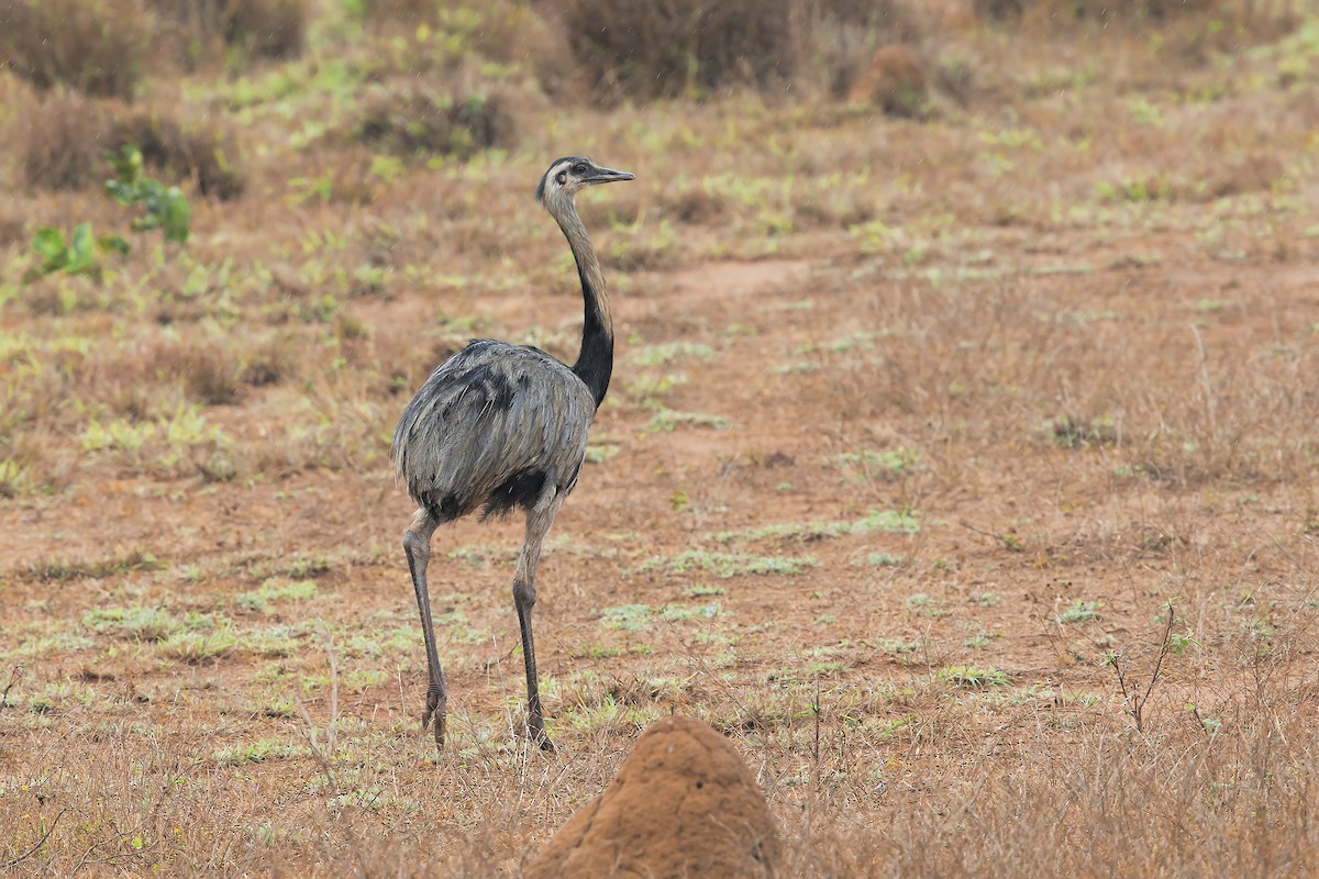 Greater Rhea - ML206386951