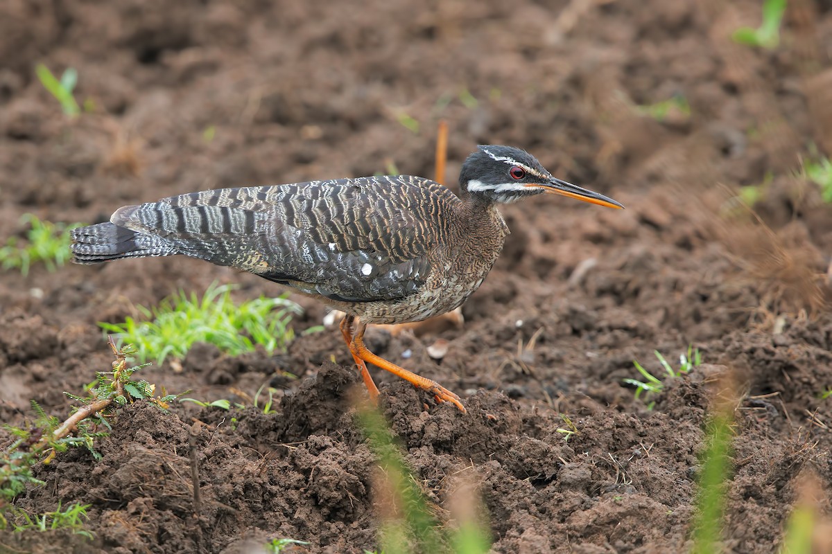 Sunbittern - ML206387061