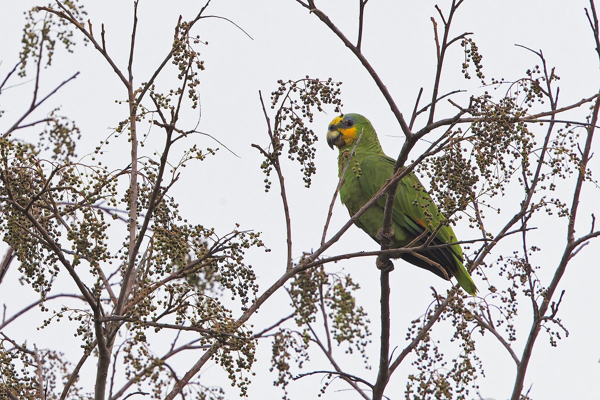 Orange-winged Parrot - ML206387211