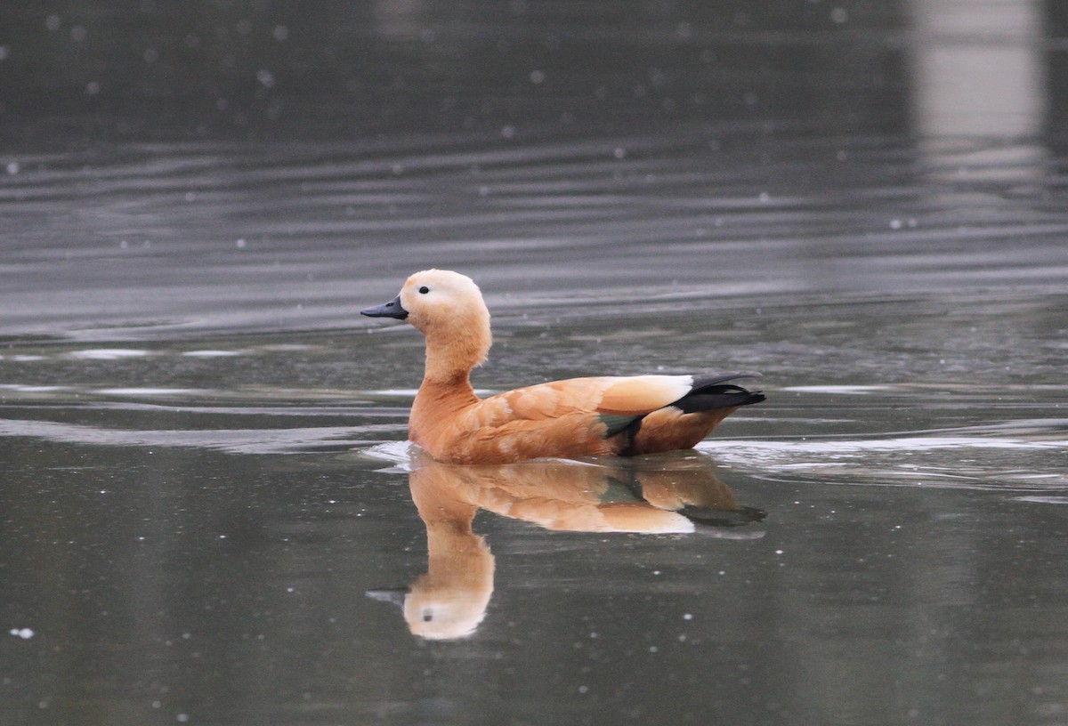 Ruddy Shelduck - Gowthama Poludasu