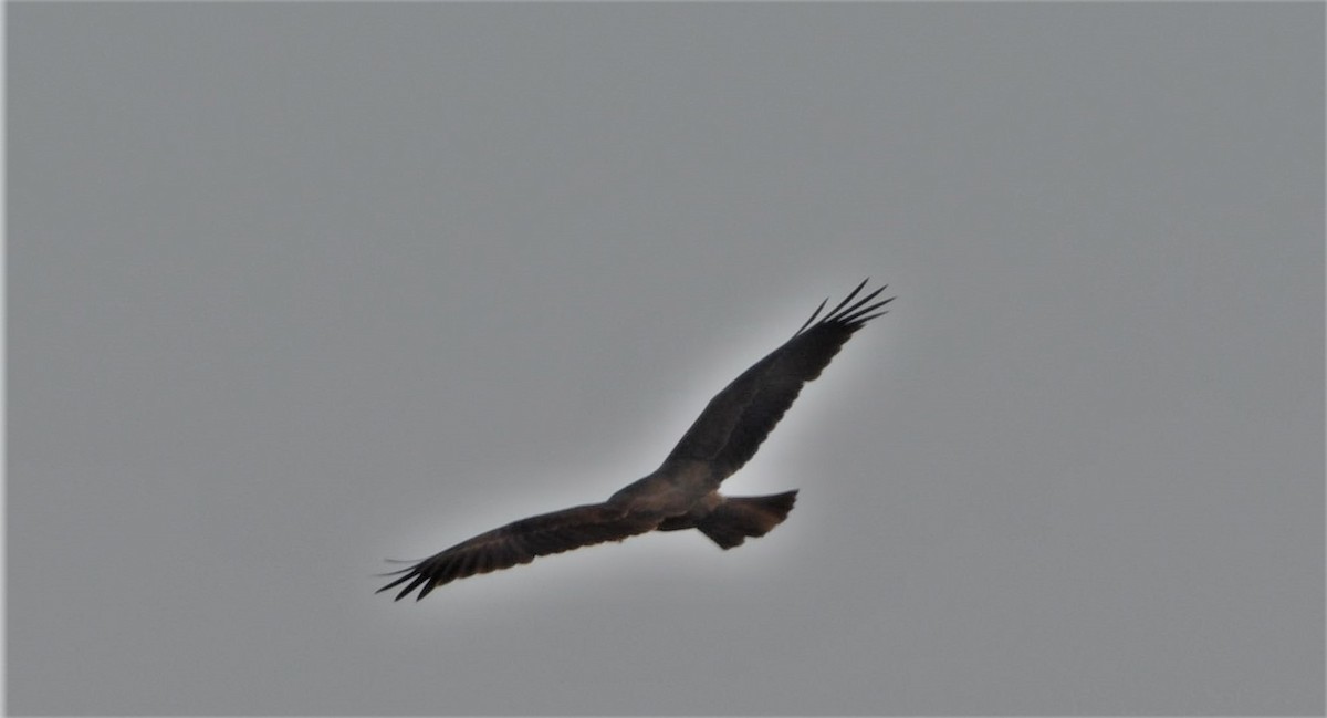 Western Marsh Harrier - ML206388021