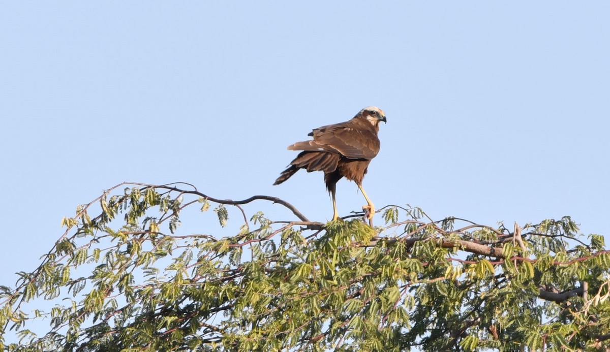 Western Marsh Harrier - ML206388041