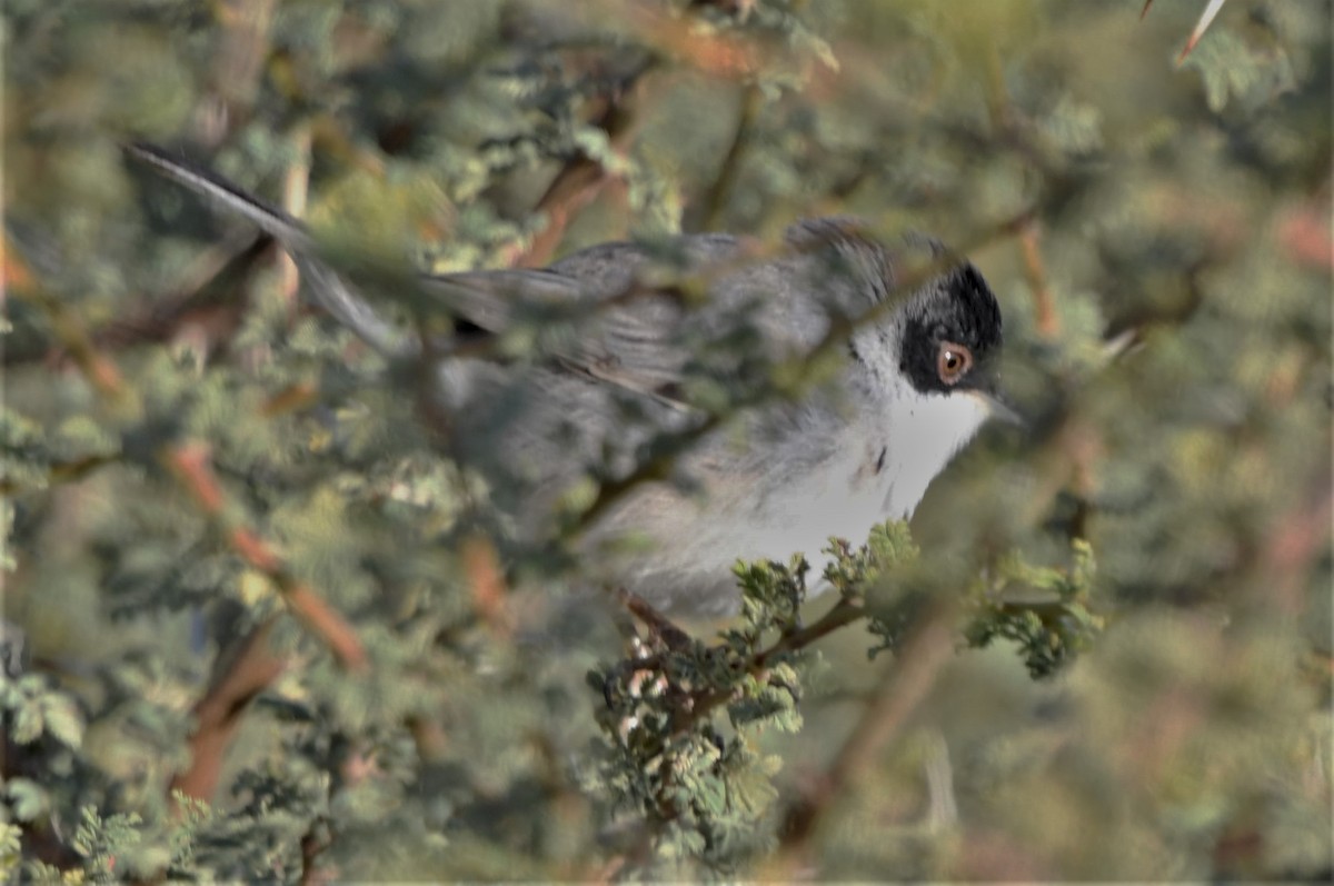 Sardinian Warbler - ML206388181