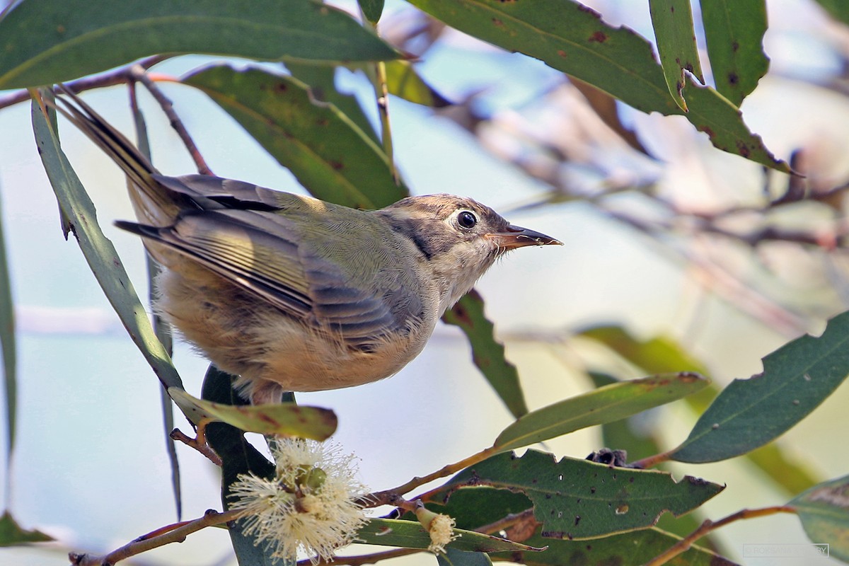 Brown-headed Honeyeater - ML206388531