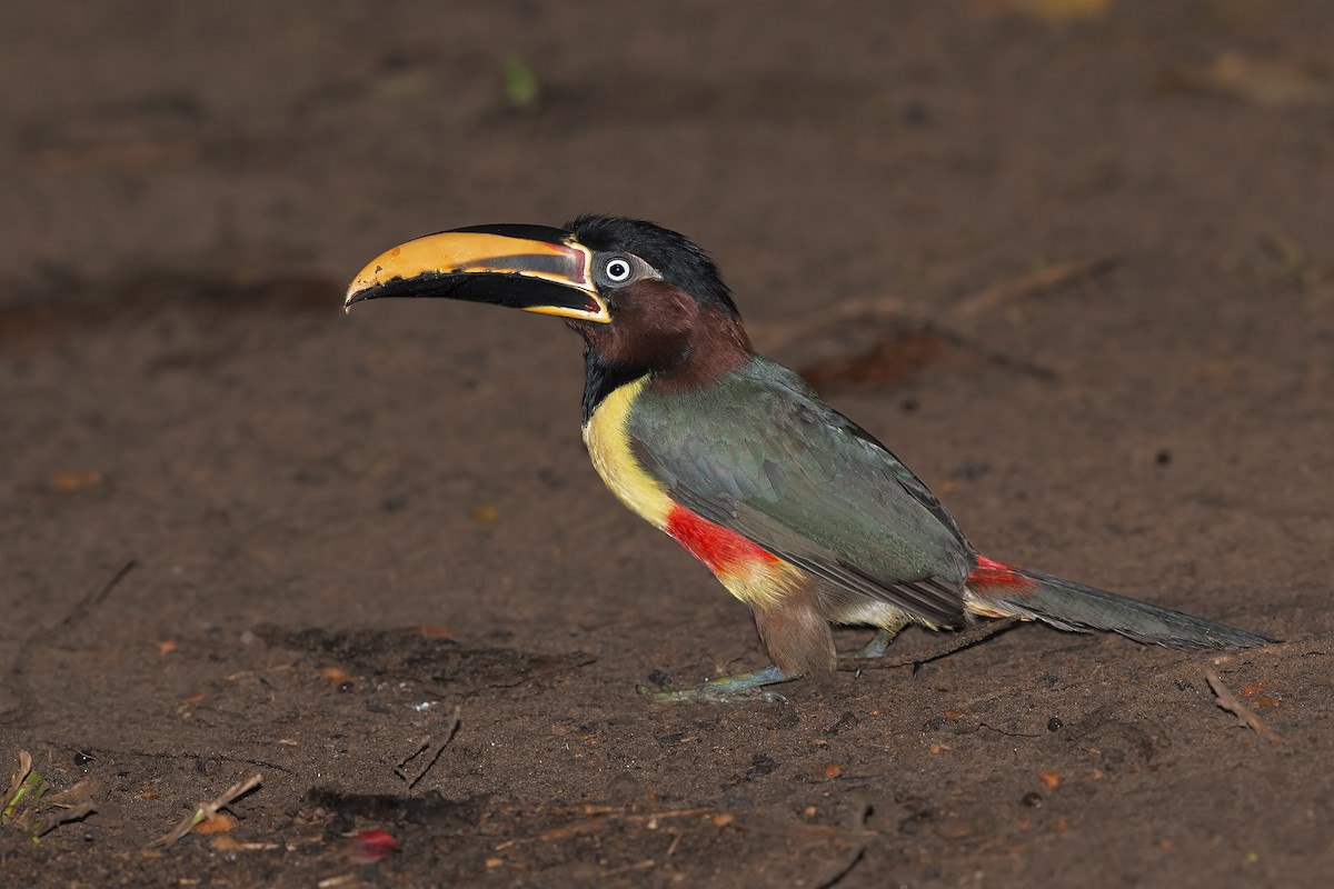 Chestnut-eared Aracari - ML206389491