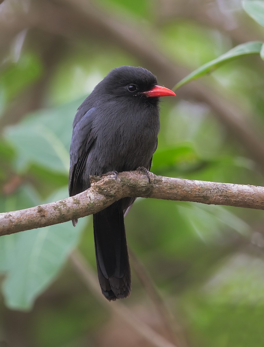 Black-fronted Nunbird - ML206389531