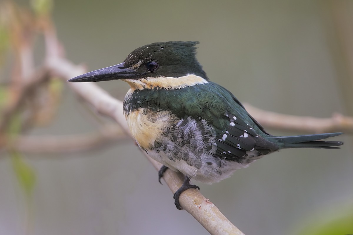 Green Kingfisher - Marco Valentini