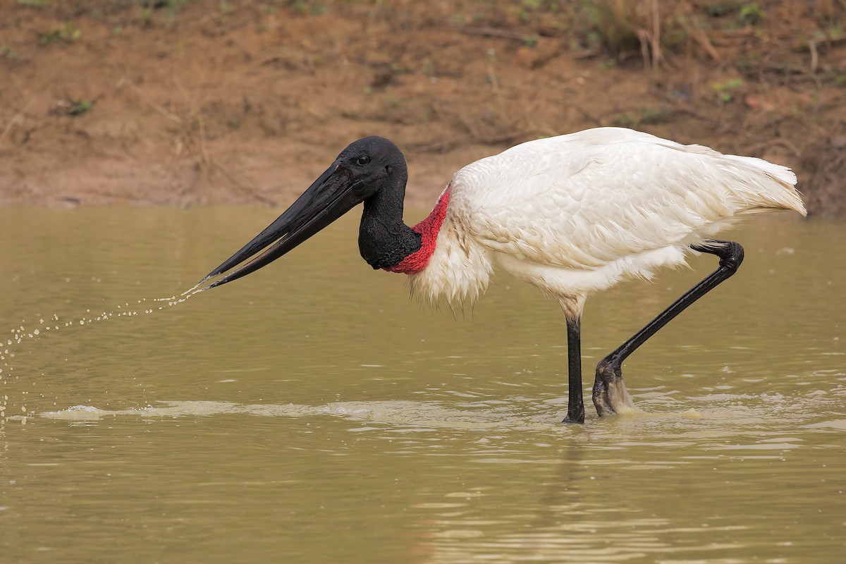 Jabiru - Marco Valentini