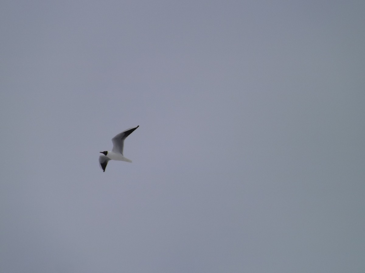 Black-headed Gull - Igor Kozytsky