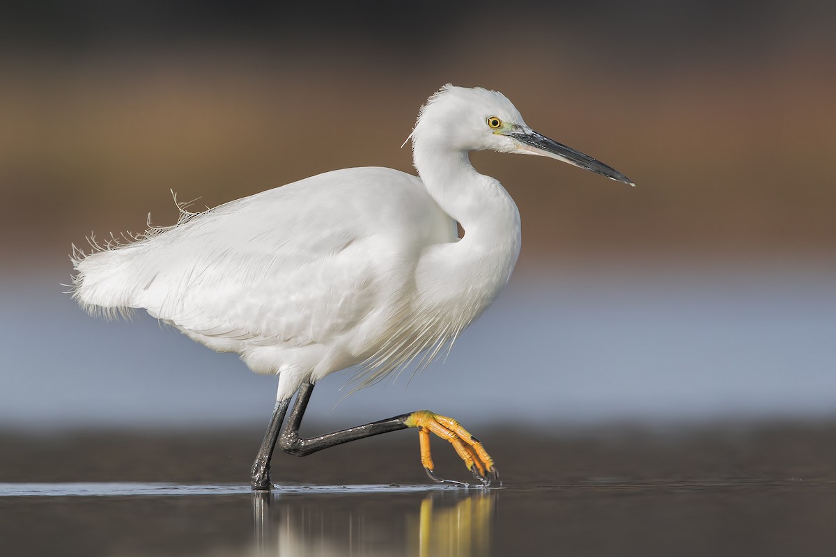 Little Egret - Marco Valentini