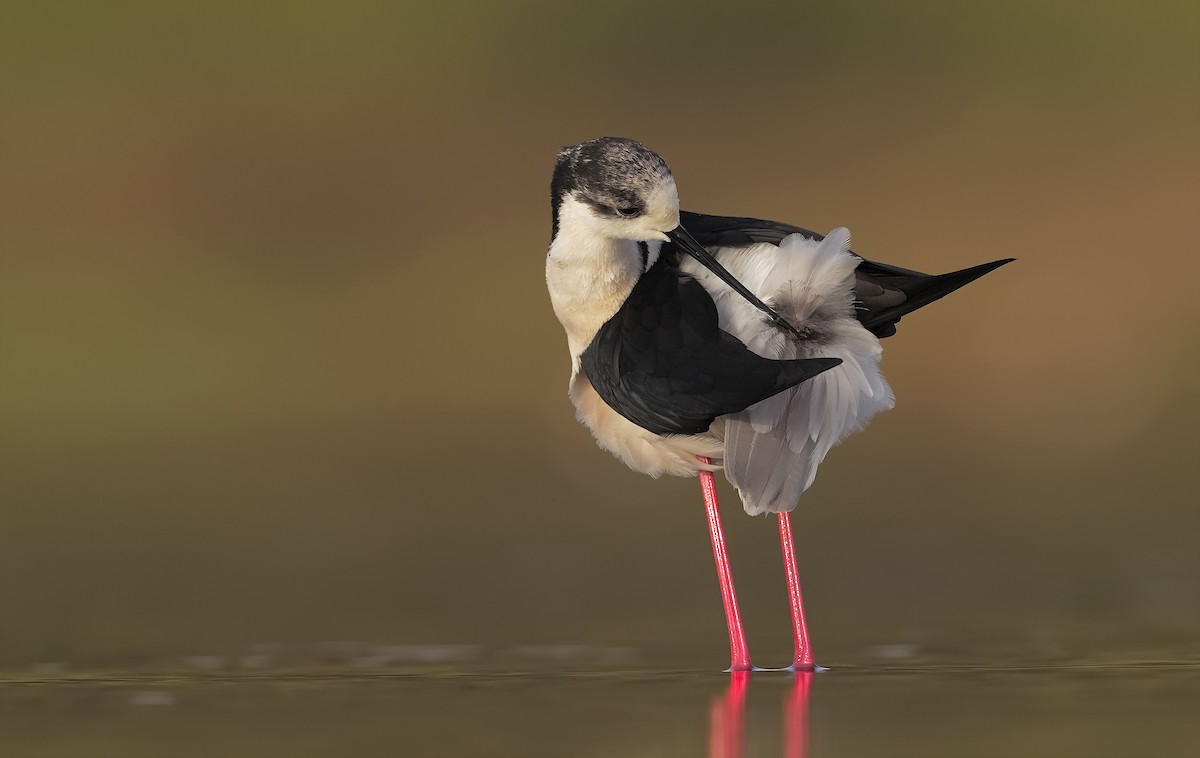 Black-winged Stilt - Marco Valentini