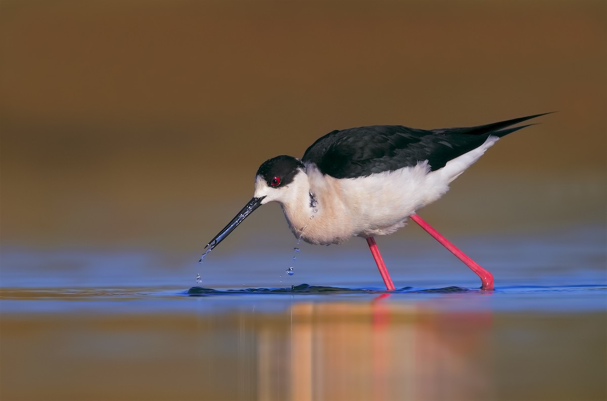 Black-winged Stilt - ML206390751