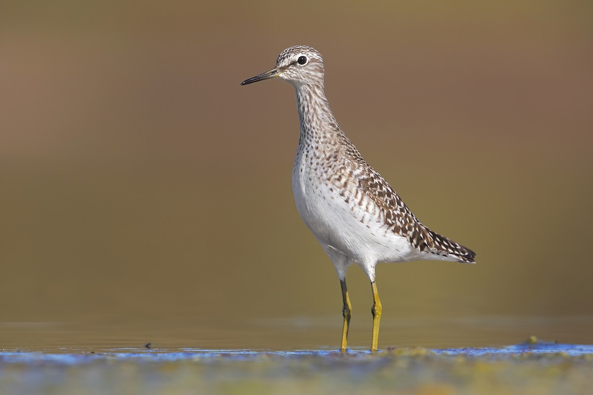 Wood Sandpiper - ML206390991