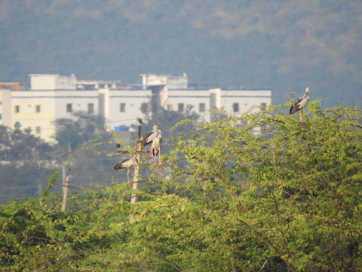 Asian Openbill - Senan D'Souza