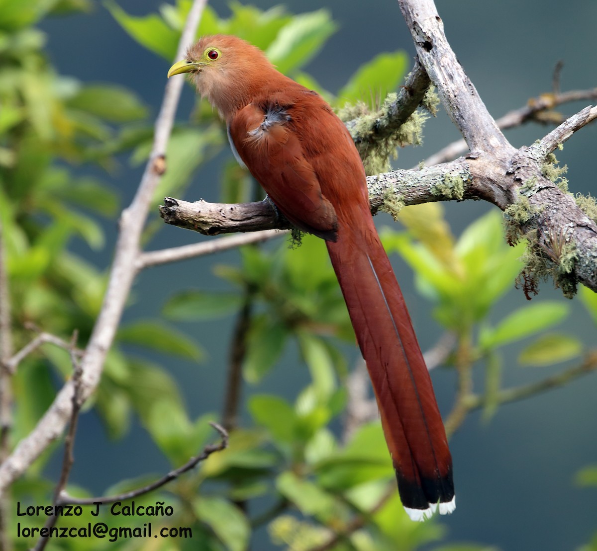 Squirrel Cuckoo - ML206394311