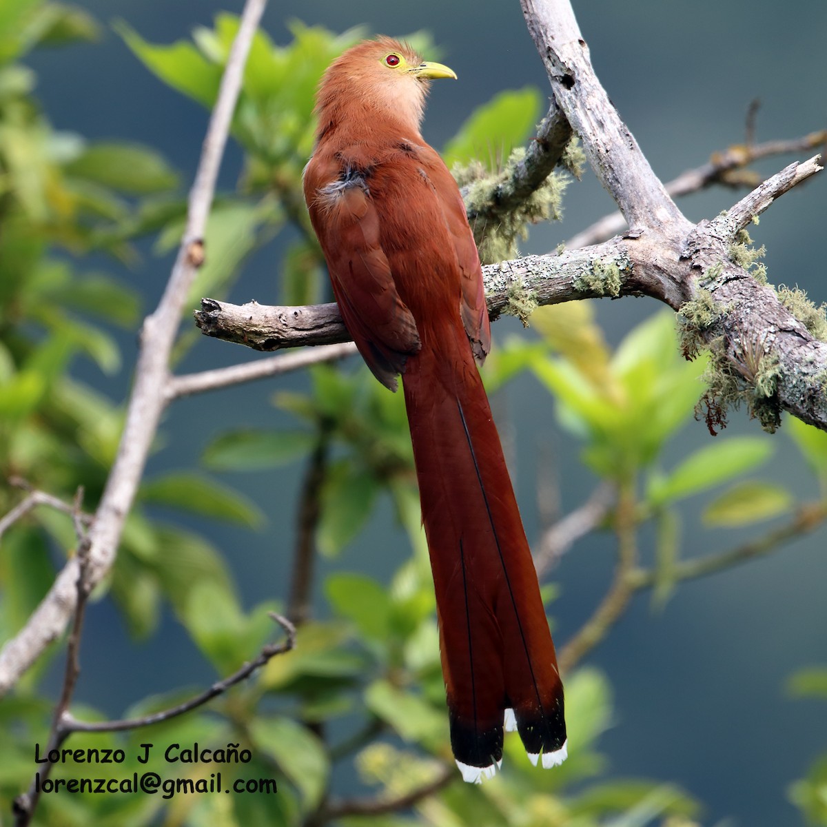 Squirrel Cuckoo - ML206394431