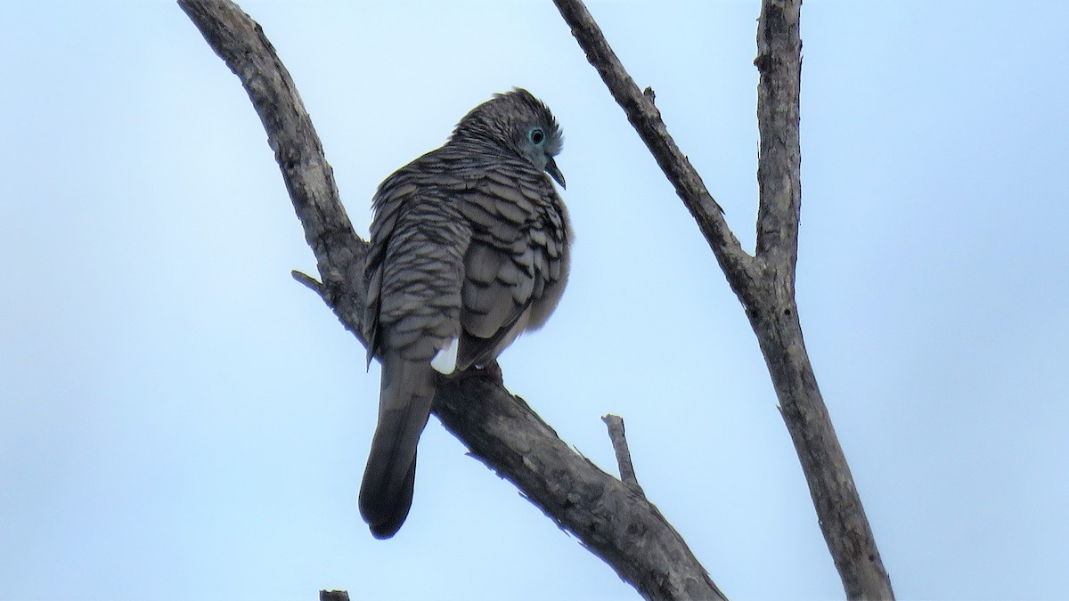 Peaceful Dove - ML206396161