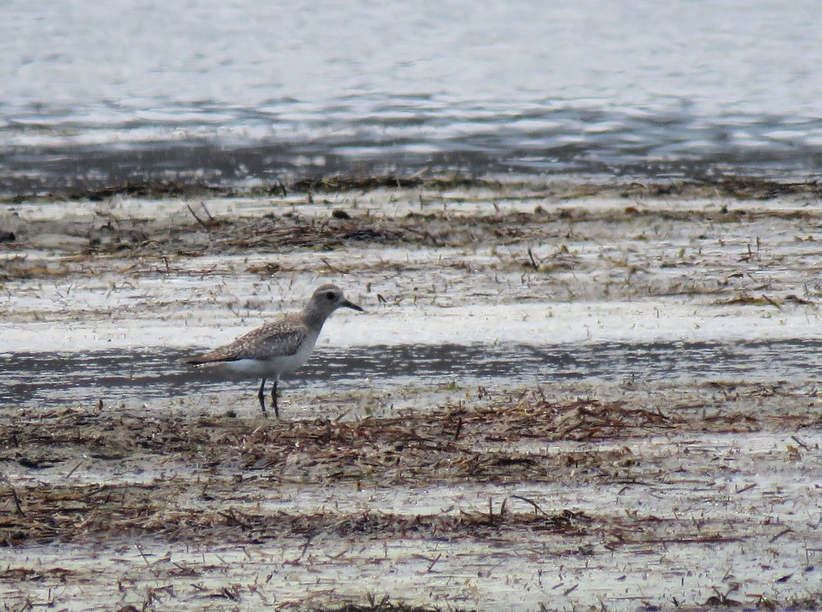 Black-bellied Plover - Ash Allnutt