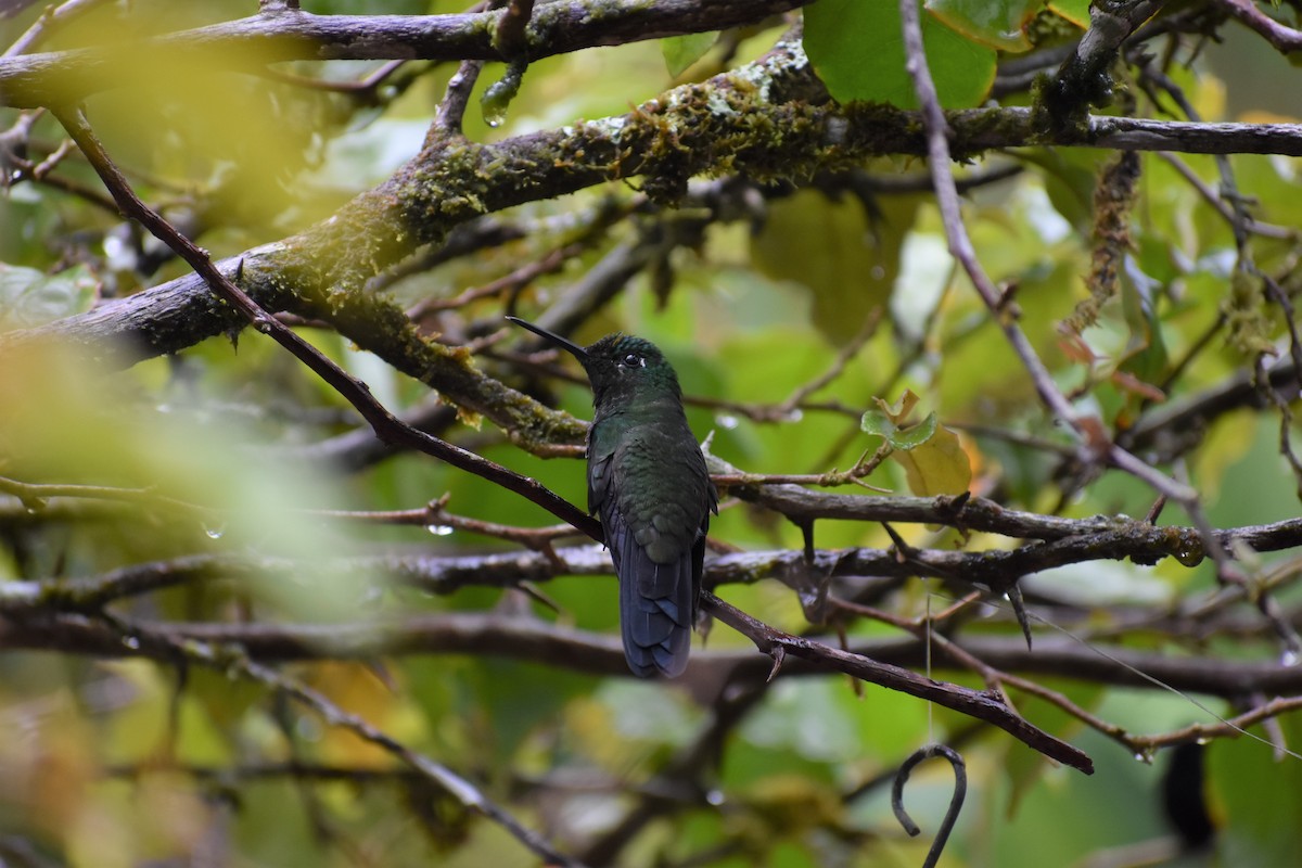 Talamanca Hummingbird - ML206398371
