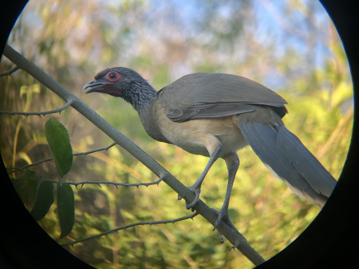 West Mexican Chachalaca - ML206401351